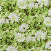 Green Daisy Flowers Dhalia