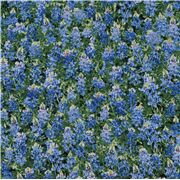 Bluebell Impressionist Floral