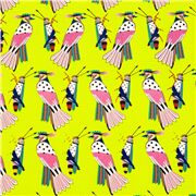 Lime Colourful Grasshopper and Falcon