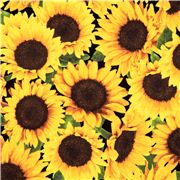 Tournesols Super Doux Et C&acirc;lins